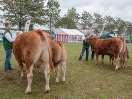 12,32 Køer under 3 år med kalv Fløj (tv) til Gandrup Malou fra Michelle Høyer og Simon Smidt, Ferritslev Fyn