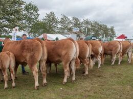 12,33 Køer 3 - 5 år med kalv Fløj (tv) til Juliene fra Nina og Lars Kloster, Langå