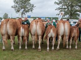12,34 Køer over 5 år med kalv Fløj (tv) til Borre Hirse fra Margit og Erik Egsgaard, Vorbasse (resten af holdet på næste billede)