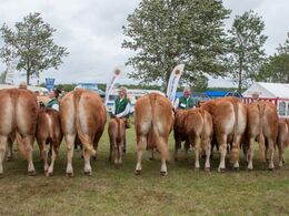 12,34 Køer over 5 år med kalv Resten af holdet af køer over 5 år med kalv