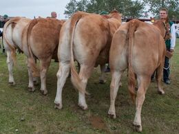 12,35 Køer over 3-5 år uden kalv Fløj (tv) til Sundsig Mulle, fra Amalie og Kenn Thygesen, Janderup