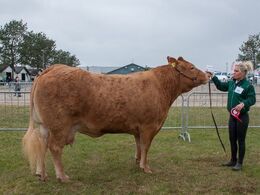 12,36 Køer over 5 år uden kalv En ko i holdet, Kærsgaard Fine, fra Mille Kragelund, Skørping