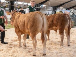 Først bedømmes tyre i alderen 6-8 mdr. Fløjvinder (tv) Lindholm Samson fra Carsten Toft, Nykøbing Mors