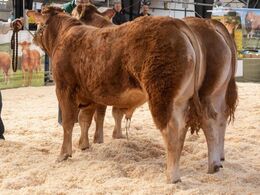 Tyre i alderen 8-10 mdr. Fløjvinder (tv) Lindegården Sprite fra AP Kragh Madsen, Randers SV