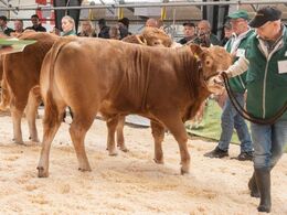 Tyre 10-12 mdr. Kun én tyr i holdet – her på vej ud af ringen. Elmely Stjerne Støv P fra Kim Maarslet, Ebeltoft
