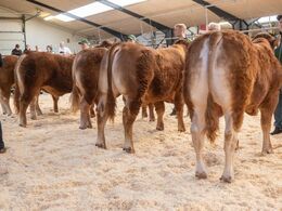 Tyre 12-14 mdr. Her i katalogrækkefølge. Fløjvinder (th) Risvang Silas P fra Bent Svenning Jessen, Brørup