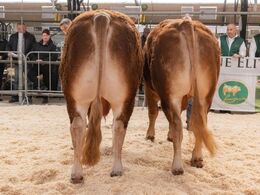 Tyre 23-24 mdr. – kun én tyr i holdet, Mosegårdens Rocky fra Solveig Wagner Holst, Føvling.  Samme billede (th) Tyre 24-30 mdr. – kun én tyr i holdet, Krogens Rolex fra Krogens Limousine, Ferritslev Fyn