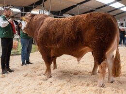 Tyre 23-24 mdr. – kun én tyr i holdet, her fra siden, Mosegårdens Rocky fra Solveig Wagner Holst, Føvling.