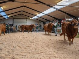 Bedømmelsen af tyre over 36 mdr. er i gang – 4 styk stillede op