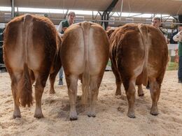 Bedømmelsen af tyre over 36 mdr. – her i katalogrækkefølge. Fløjvinder blev Skovlyst Ohio (tv) fra Mathias Nymann Olsen, Haarby