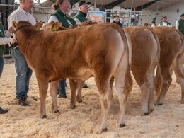 Kvier 8-10 mdr. Fløjvinder (tv) Krogens Star fra Krogens Limousine, Ferritslev Fyn