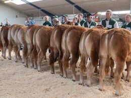 Bedømmelse af kvier 10-12 mdr. – et stort hold med 9 dyr. Fløjvinder blev Kloster Sigma fra Lars Kloster, Langå. Se billede med holdets 3 bedste dyr i galleriet med vinderdyrene.