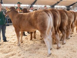 Kvier 12-14 mdr. Fløjvinder (tv) Risvang Sigga fra Bent Svenning Jessen, Brørup