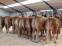 Kvier 14-16 mdr. i katalogrækkefølge. Fløjvinder blev Birkely Soffi fra Grunnet Limousine, Billund. Se billede af vinderdyret i galleriet med vinderdyrene.