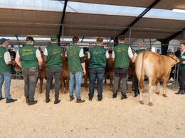 Kvier 14-16 mdr. Formanden havde lidt problemer med at få sin kvie til at vende rigtigt.