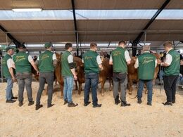 Kvier 14-16 mdr. Så er alle dyrene rangeret op. Fløjdyret er til højre i billedet.