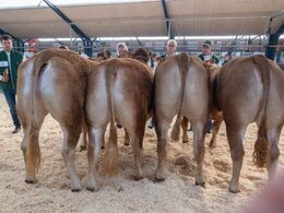 Kvier 18-21 mdr. Fløjdyr (tv) Krogens Rubin fra Krogens Limousine, Ferritslev Fyn