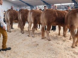 Kvier 21-24 mdr. Fløjdyr (tv) Kærsgaard Riquetta fra Kærsgaard Limousine, Nykøbing M