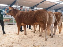 Kvier 24-27 mdr. Fløjdyr (tv) Bøgely Ronja fra Bøgely Limousine, Brørup