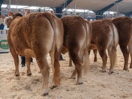 Kvier 27-30 mdr. Fløjdyr (tv) Krogens Pippi fra Krogens Limousine, Ferritslev Fyn