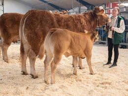 Ko m. kalv under 3 år. Kun én ko stillede op. Ingerminde Pauline fra Lars Søndergaard Sørensen, Brovst