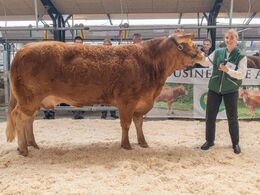 Ko u. kalv 3-5 år. Kun én ko stillede op. Borre Nastasia fra Sundsig Limousine, Janderup Vestj