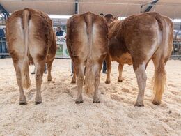 Ko u. kalv over 5 år. Fløjvinder (tv) Randers Magnole fra Freddie L. Christiansen, Randers SV