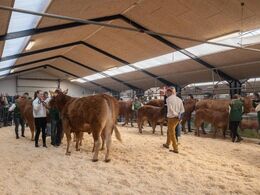 Ko m. kalv 3-5 år. Stort hold med 8 køer og lige så mange kalve – der var godt fyldt i ringen.