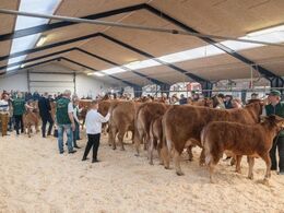 Ko m. kalv 3-5 år. Nu gælder det om at komme ind på række i katalognummerorden