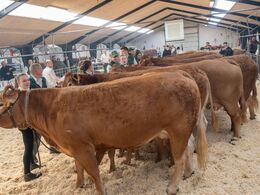Ko m. kalv 3-5 år. Placeringen er afgjort. Fløjvinder (forrest) Egsgaard Osaka fra Egsgaard Limousine, Brørup