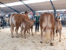 Til sidst ko m. kalv over 5 år. Fløjvinder (th) Bøgely Luca fra Bøgely Limousine, Brørup