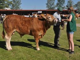 Tyre 8 - 10 mdr. Fløj til Gandrup Karl fra Lars Juellund, Arden (ikke hele holdet på foto)