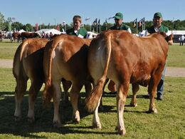 Tyre 10 - 12 mdr. 12-14 mdr. og 14-16 mdr. Én tyr, Skovlyst Kalle fra Mathias Olsen, Haarby Én tyr, Klegvanggård Kenzoo P fra Klegvanggård Limousine v/ Erik Kjær Carstensen, Brørup Én tyr, 36364-01026 fra Jens Christian Jensen, Brønderslev