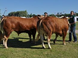 Tyre 18-21 mdr. Fløj (tv) til Søgård Roy fra Søgård Limousine v/ Jan Larsen, Brovst