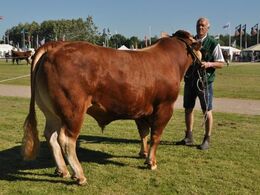 Tyre 21-24 mdr. Én tyr, 84453-00719 fra Anders Lange, Mørke