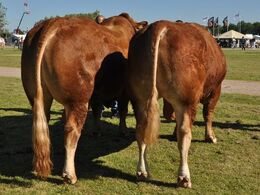 Tyre 24-30 mdr.  Fløj (tv) til Kjærsgaards Imperial fra Kærsgaard Limousine v/Jesper Kragelund, Skørping