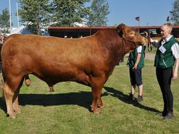 Tyre 30-36 mdr. Én tyr, Arden Hansi fra Lene og Per Lynge Laursen, Arden (ikke hele holdet på foto)