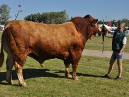 Tyre over 36 mdr. Fløj til Vario B fra Kærsgaard Limousine v/Jesper Kragelund, Skørping (ikke hele holdet på foto)