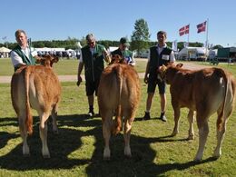 Kvier 5 - 6 mdr. Fløj (tv) til Grunnet Lotus fra Grunnet Limousine v/Søren Grunnet, Billund