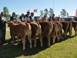 Kvier 6 – 8 mdr.  Fløj (tv) til Lindegaarden Kolibri fra Allan Kragh Madsen, Randers SV