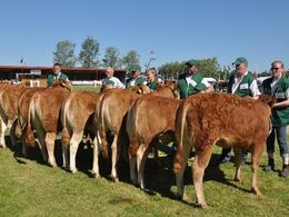 Kvier 8 - 10 mdr. Fløj (tv) til Kloster Katharina fra Kloster Limousine v/Nina & Lars Kloster, Langå