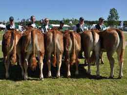 Kvier 10 - 12 mdr. Fløj (tv) til 57270-00330 fra Jørgen Østergaard Jensen, Vinderup