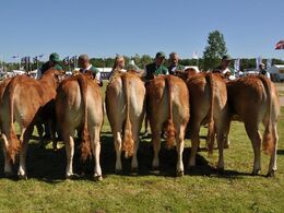 Kvier 12 - 14 mdr. Fløj (tv) til Klegvanggård Korsika P fra Klegvanggård Limousine v/ Erik Kjær Carstensen, Brørup
