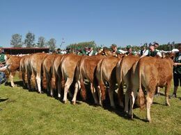 Kvier 14 - 16 mdr. Fløj (tv) Kjærsgaards Kakao fra Kærsgaard Limousine v/Jesper Kragelund, Skørping