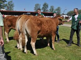 Kvier 16 - 18 mdr. Fløj (tv) til Kloster Kastanje fra Kloster Limousine v/Nina & Lars Kloster, Langå