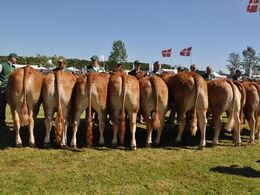 Kvier 18 - 21 mdr. Fløj (tv) til Damgaard Julle fra Damgaard Limousine v/ Karsten Laursen, Juelsminde