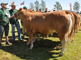 Kvier 24 - 27 mdr. Fløj til Bøgely Ideal fra Bøgely Limousine v/ Tommy Jessing, Brørup