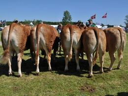 Kvier 27 - 30 mdr. Fløj til Bøgely Ina fra Bøgely Limousine v/ Tommy Jessing, Brørup