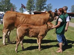 Køer under 3 år med kalv Én ko Gandrup Hertha fra Sønderlund Limousine, Hals