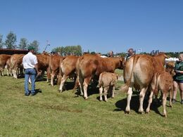 Køer 3 - 5 år med kalv Fløj til Borre Flica fra Bøgely Limousine v/ Tommy Jessing, Brørup